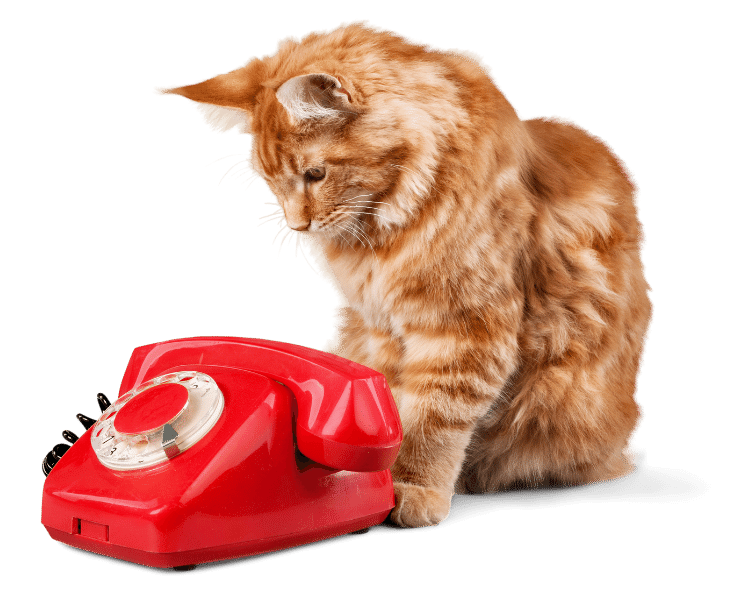 im not a cat zoom call im not a cat zoom call